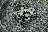 Polished Orbicular Granite Section - Western Australia #353170-1